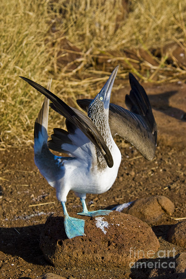 Bird Photograph - Blue-footed Booby Courtship Behavior by William H. Mullins