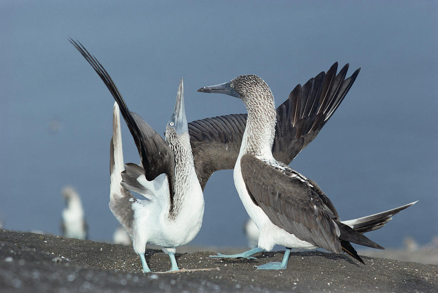 Blue-footed Booby Courtship Sky Photograph by Tui De Roy