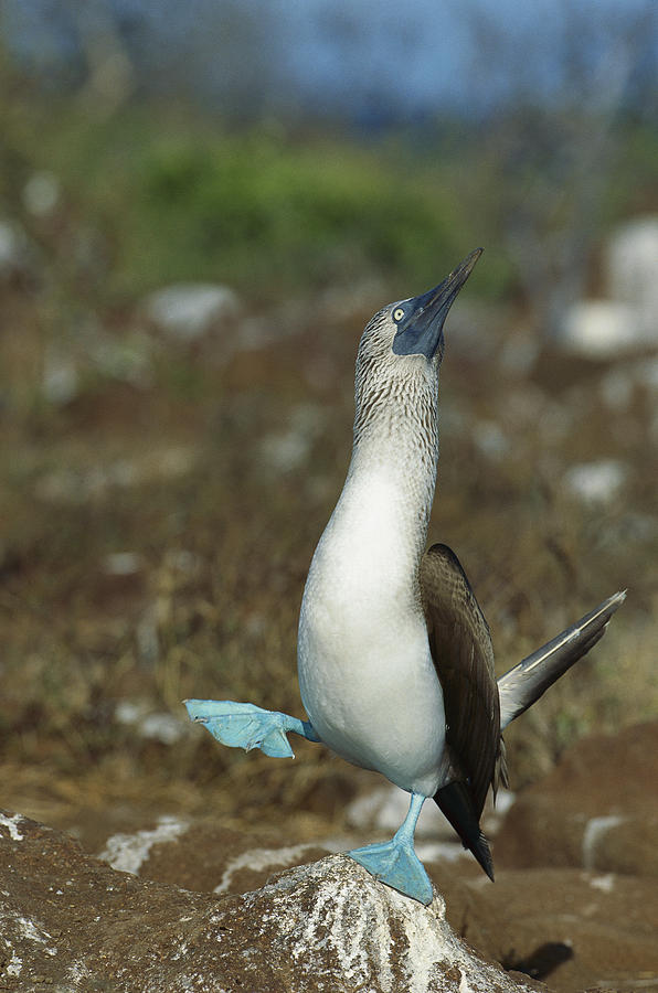 Blue-footed Booby Dancing Galapagos Photograph by Tui De Roy