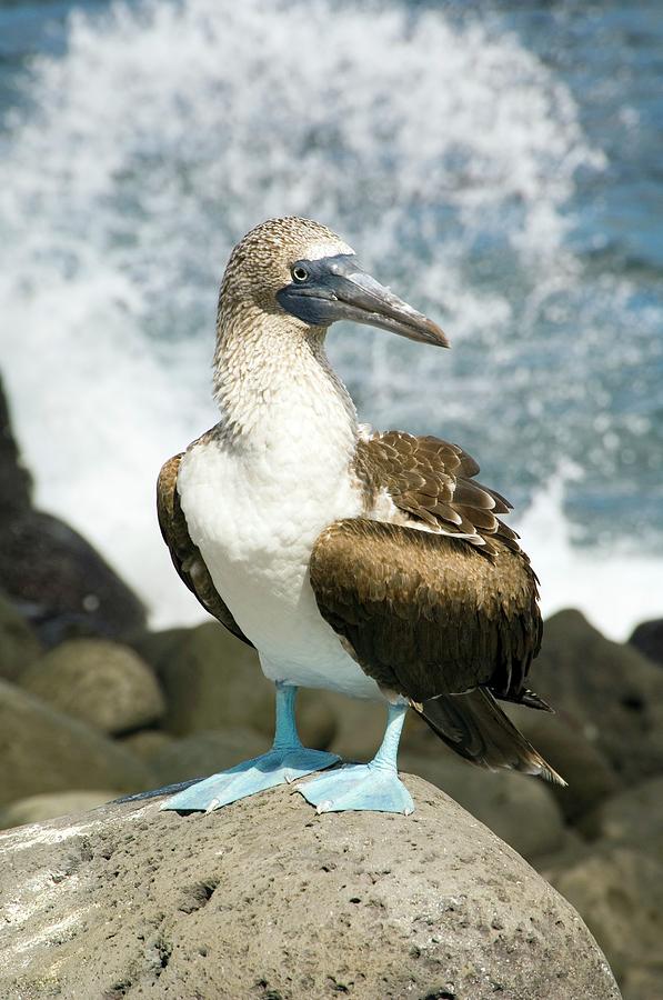 Nature Photograph - Blue-footed Booby by Daniel Sambraus