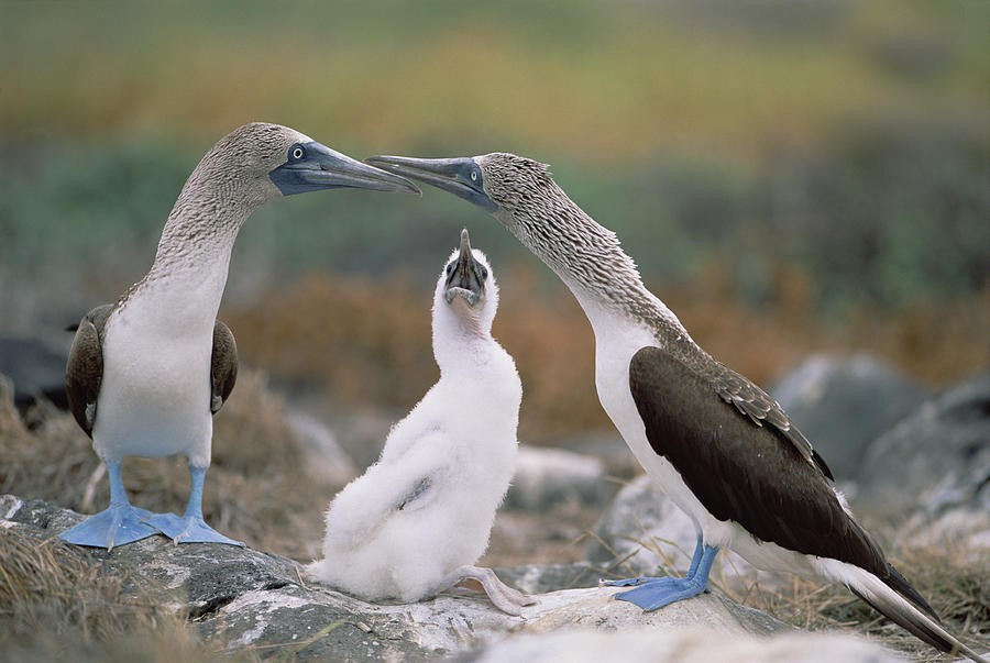 Blue-footed Booby Family Galapagos Photograph by Tui De Roy