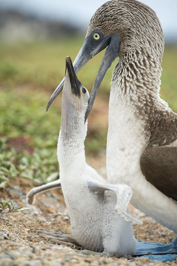 Blue-footed Booby Feeding Chick Photograph by Tui De Roy
