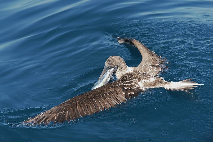 Blue-footed Booby Feeding by Christopher Swann