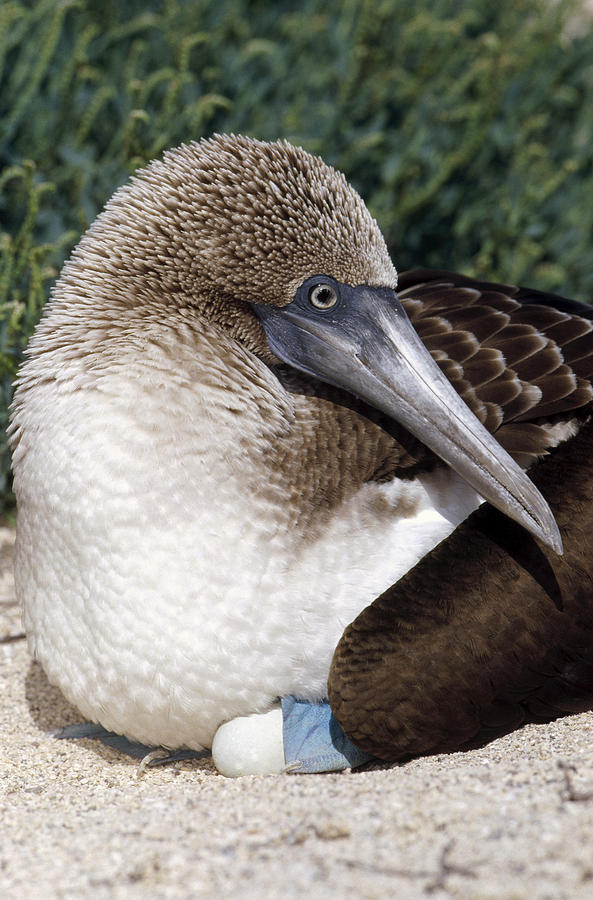 Blue-footed Booby Female Incubating Photograph by Tui De Roy