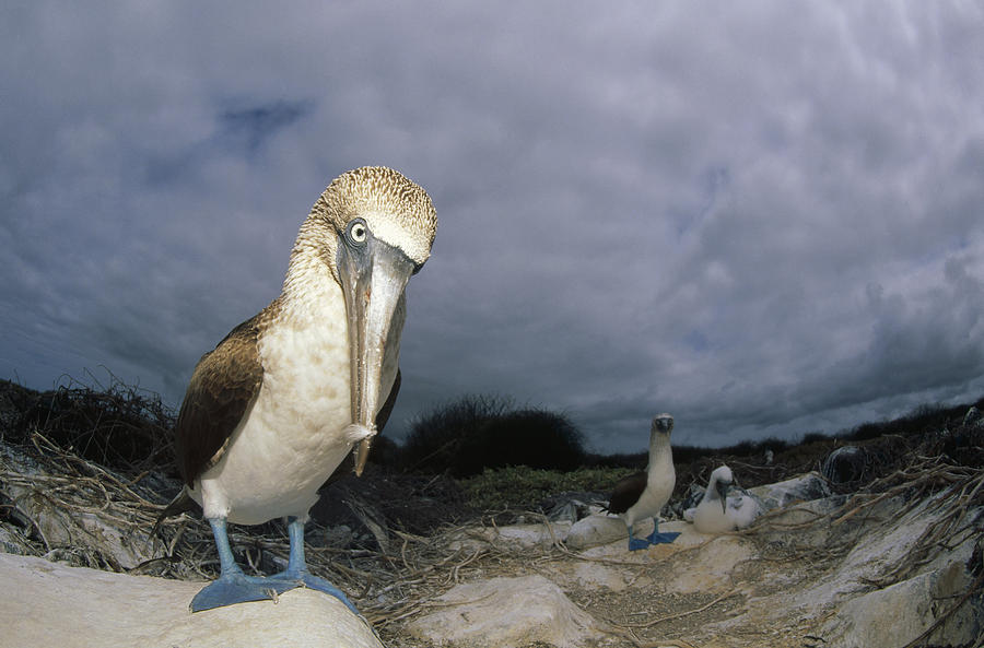 Blue-footed Booby Galapagos Islands Photograph by Tui De Roy