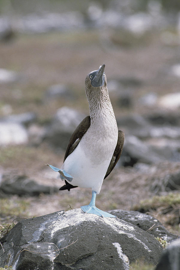 Blue-footed Booby In Courtship Dance Photograph by Konrad Wothe