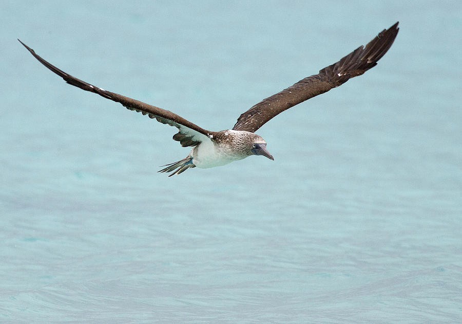 Blue-footed Booby in flight Photograph by Tony Mills