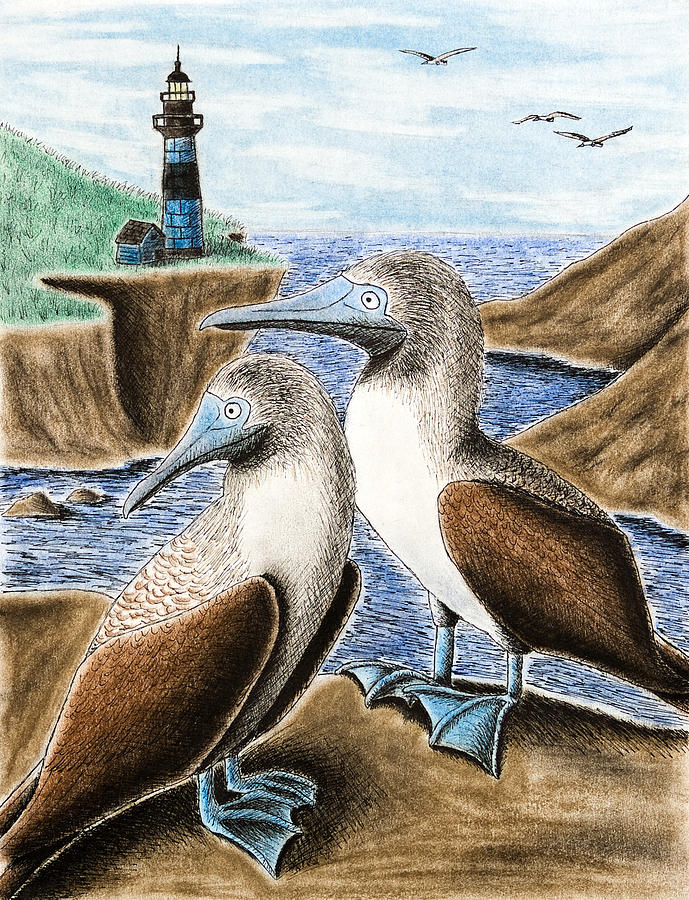 Bird Mixed Media - Blue-footed Booby by Jeanette K