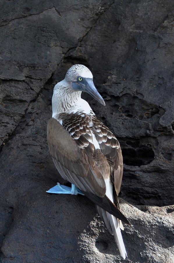 Blue-Footed Booby Photograph by Jennifer Zirpoli