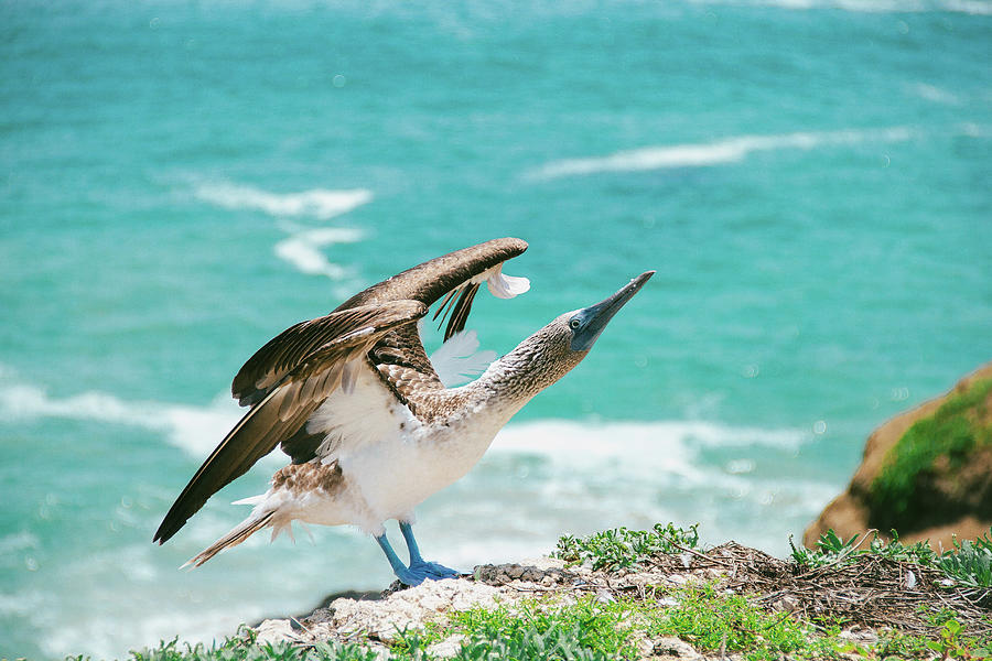 Blue-footed Booby Photograph by Julia Davila-lampe