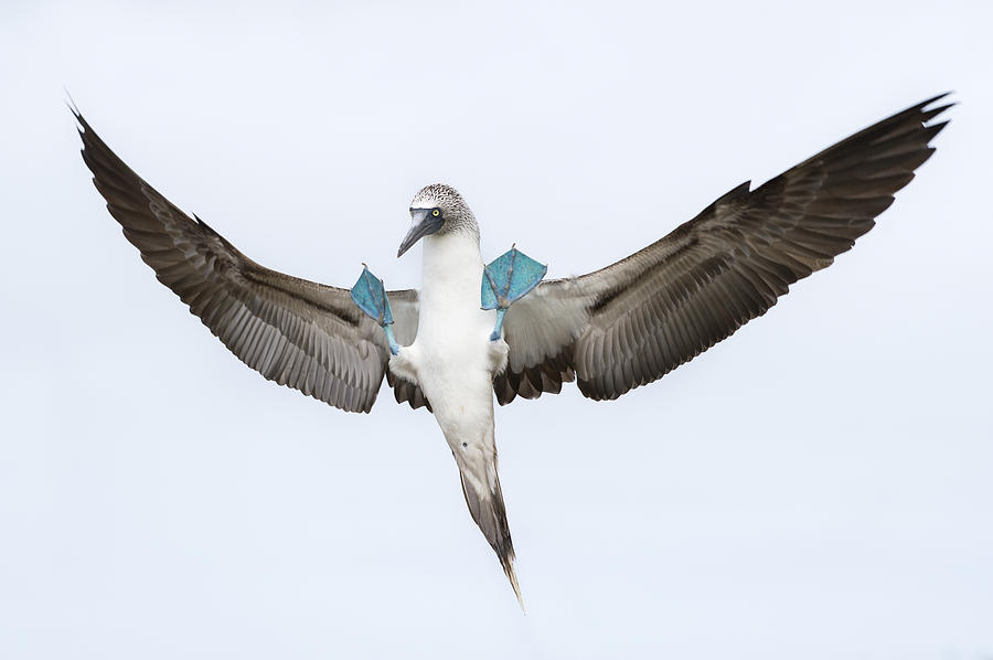 Blue-footed Booby Landing Galapagos Photograph by Tui De Roy