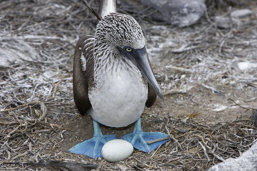 Blue-footed Booby Photograph by M. Watson