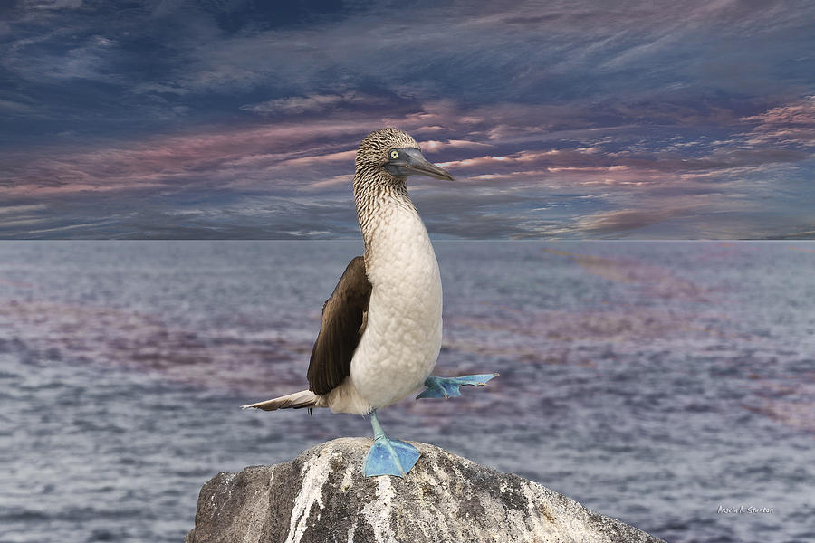 Blue Footed Booby Toy, Wildlife Animal Toys