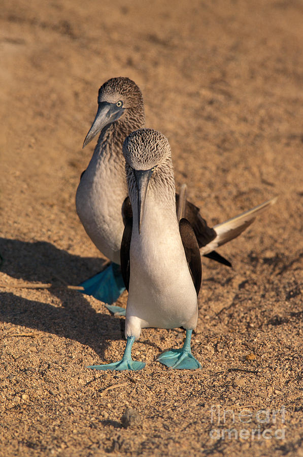 Wildlife Photograph - Blue-footed Booby Mating Display by Ron Sanford