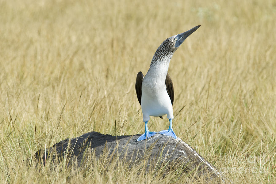 Blue-footed Booby On Rock Photograph by William H. Mullins