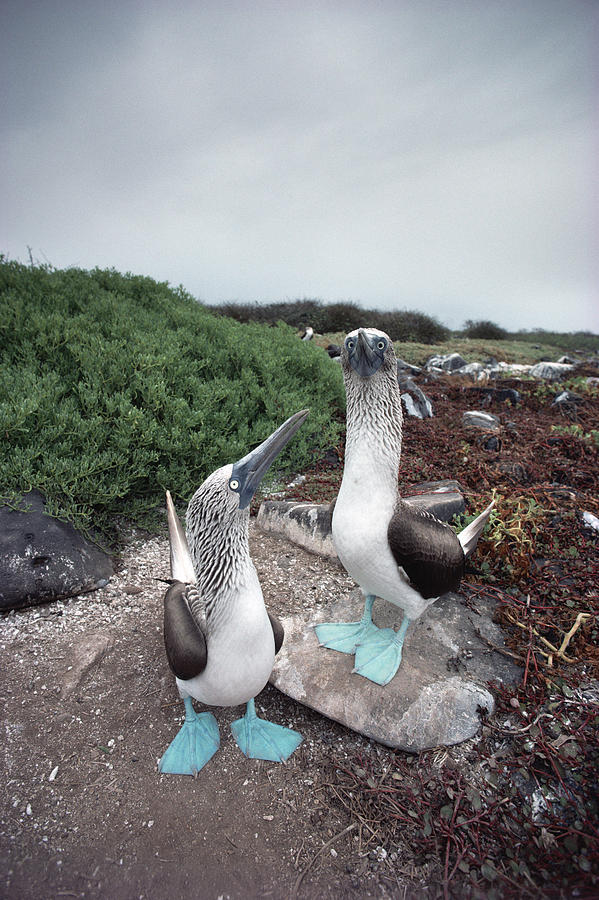 Blue-footed Booby Pair Courting Photograph by Tui De Roy