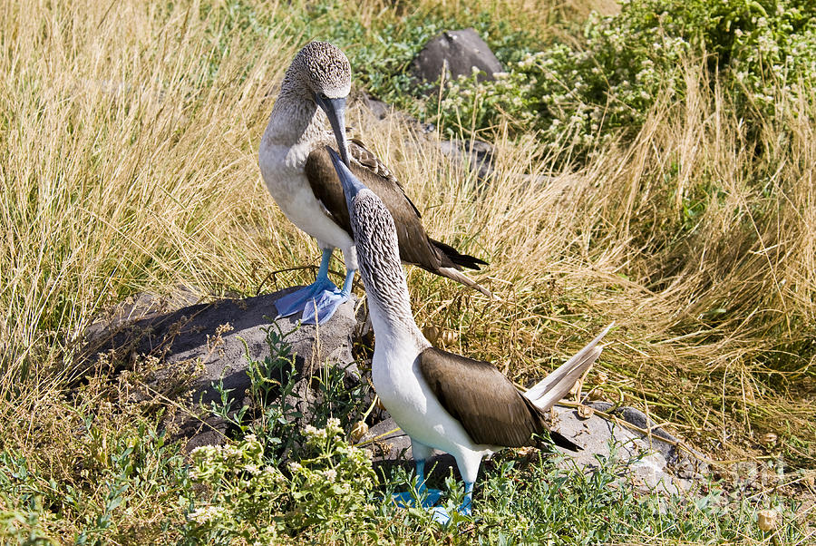 Blue-footed Booby Pair Photograph by William H. Mullins