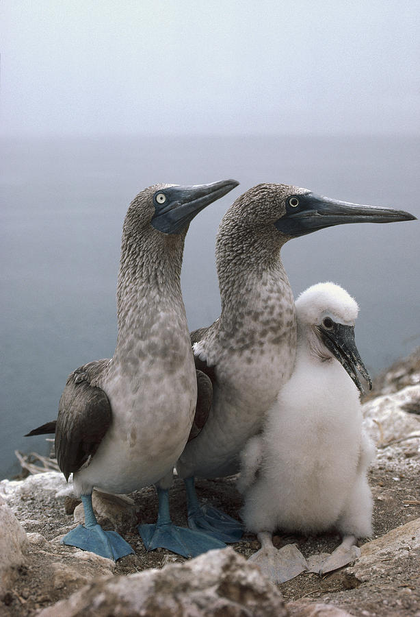 Blue-footed Booby Pair With Chick Photograph by Tui De Roy