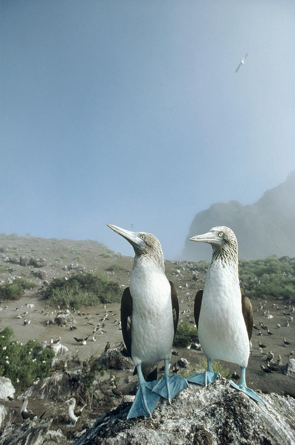 Blue-footed Booby Pair With Nesting Photograph by Tui De Roy