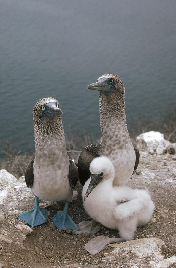 Blue-footed Booby Parents With Chick Photograph by Tui De Roy