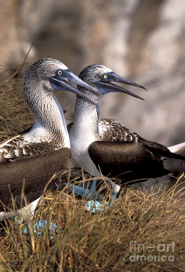 Boobies Photograph - Blue-footed Booby by Ron Sanford