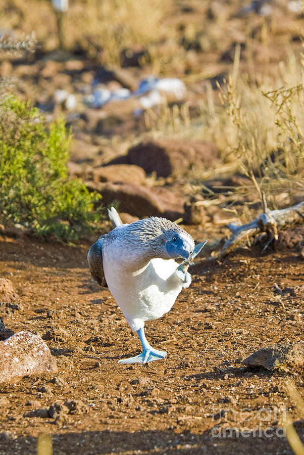 Bird Photograph - Blue-footed Booby Scratching Head by William H. Mullins