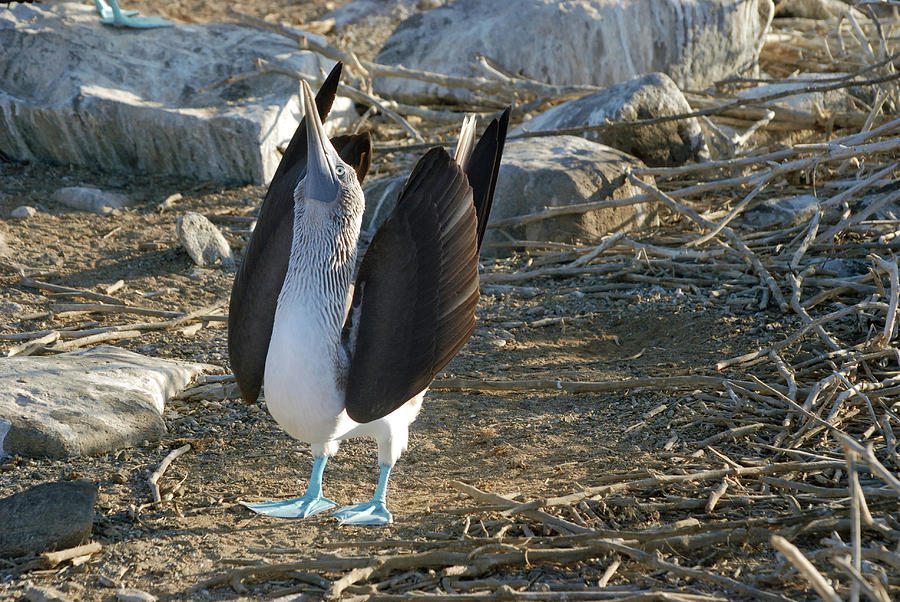 Blue-footed Booby Photograph by Sue Ford/science Photo Library - Fine ...