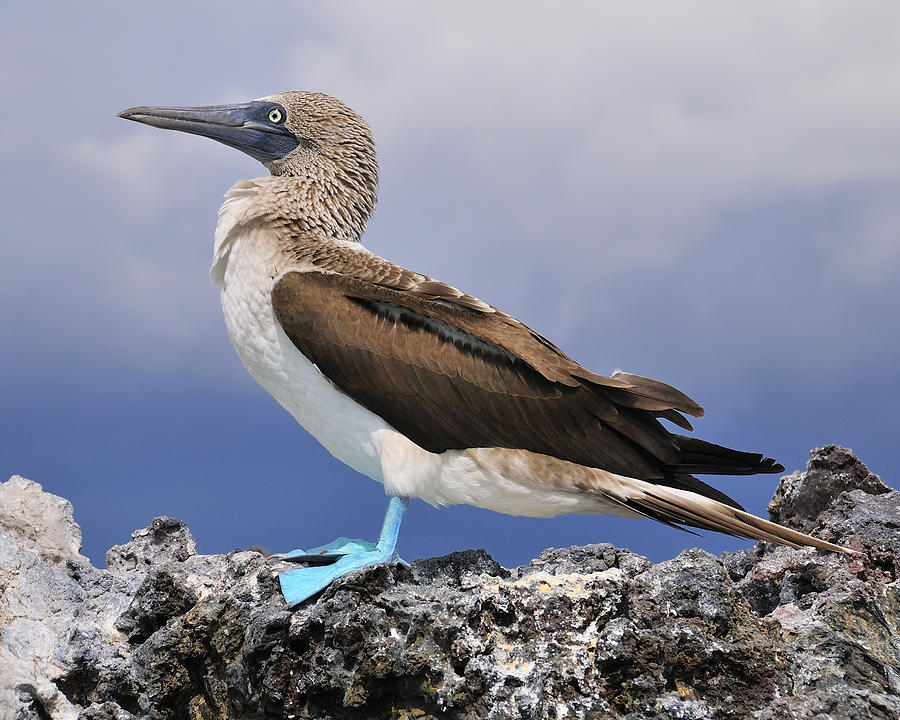 Blue-footed Booby Photograph by Tony Beck