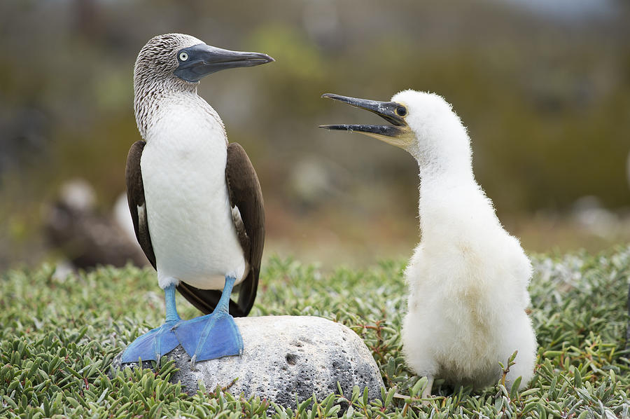 Blue-footed Booby With Begging Chick Photograph by Tui De Roy