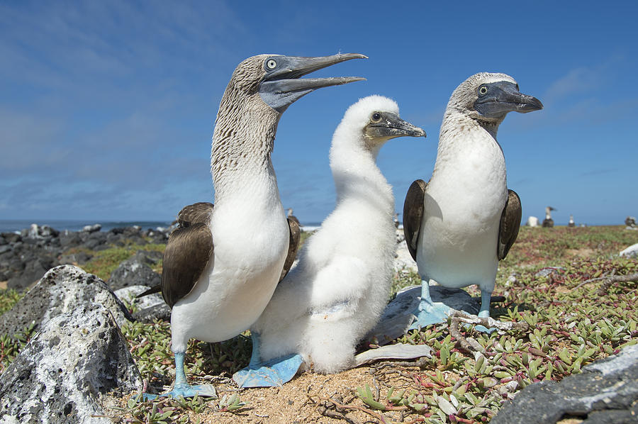 Blue-footed Booby With Chick At Nest Photograph by Tui De Roy