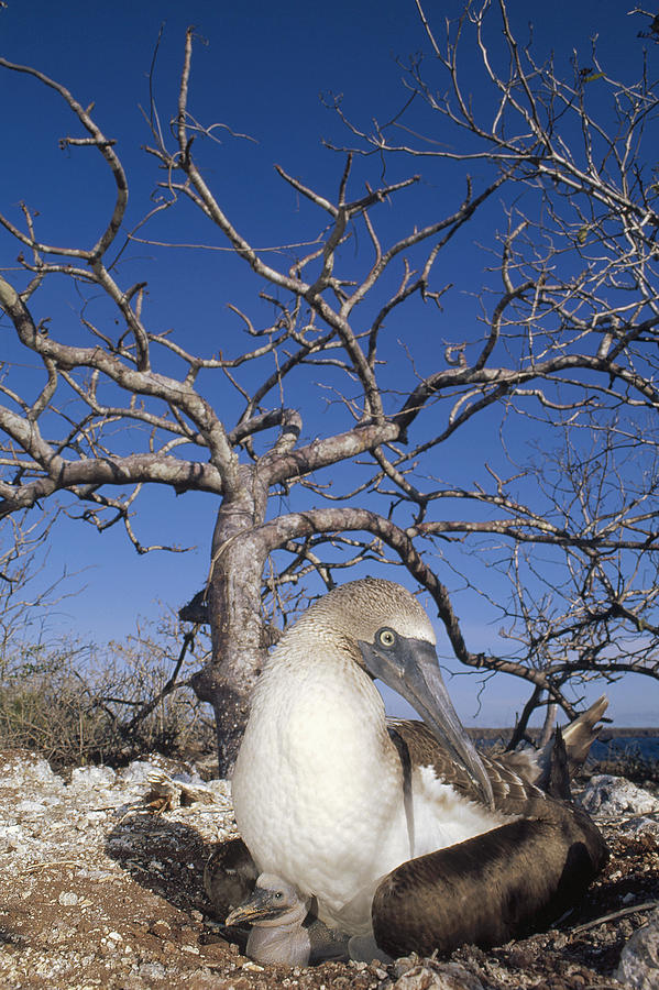 Blue-footed Booby With Chick Galapagos Photograph by Tui De Roy