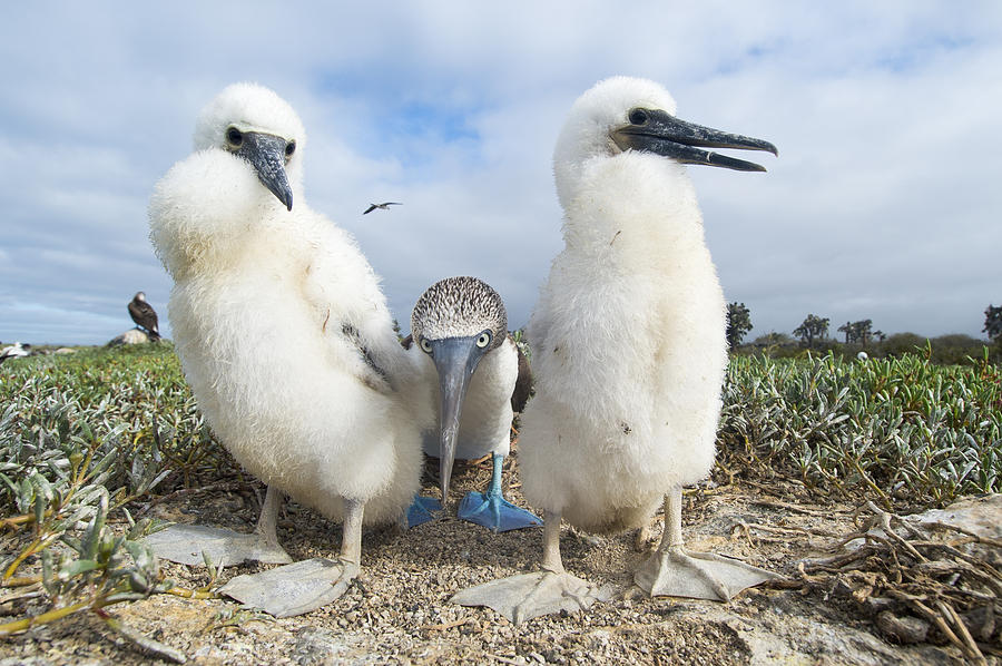 Blue-footed Booby With Two Chicks Photograph by Tui De Roy