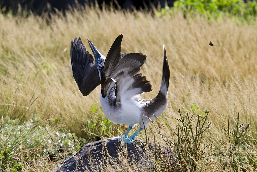 Blue-footed Courtship Behavior Photograph by William H. Mullins