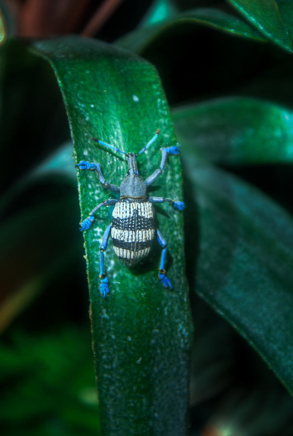 Blue Footed Tropical Weevil Photograph