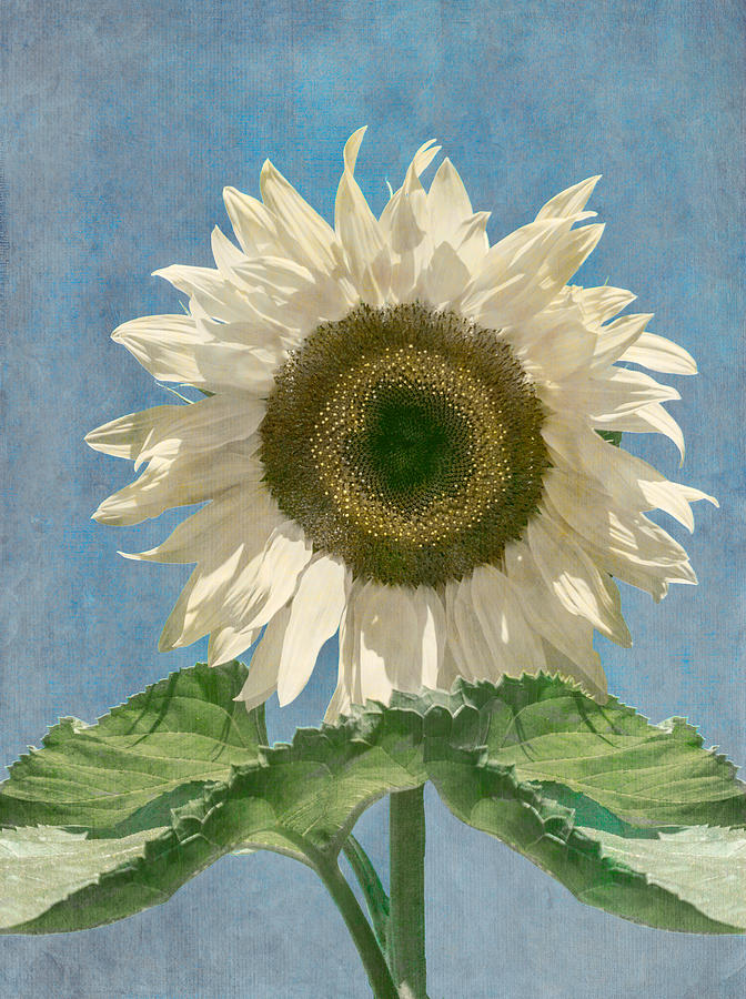 Sunflower Photograph - Blue For You by Arlene Carmel