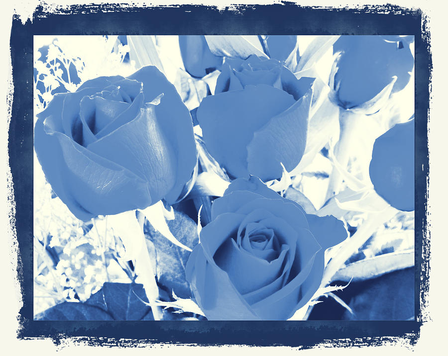 Blue for You Roses Photograph by Belinda Lee