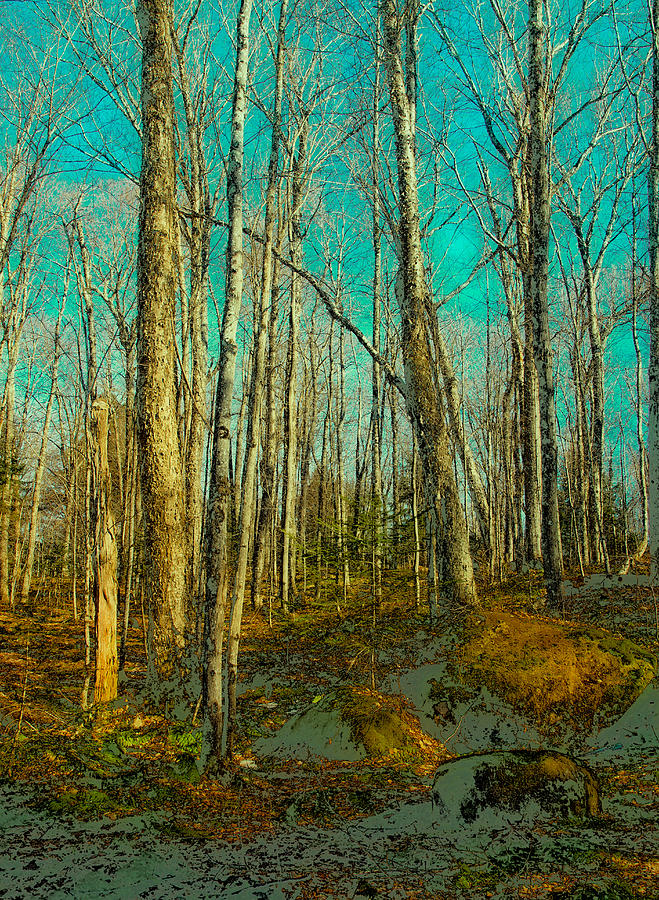 Blue Forest Photograph by David Patterson