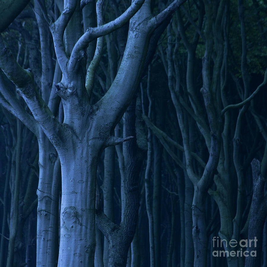 Blue Forest Photograph by Heiko Koehrer-Wagner