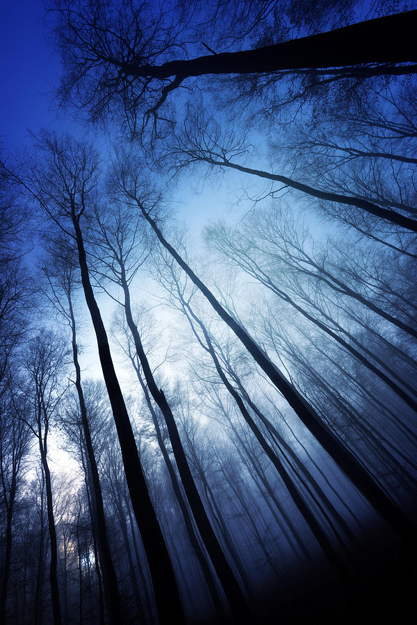 Blue Forest Photograph by Philippe Sainte-Laudy