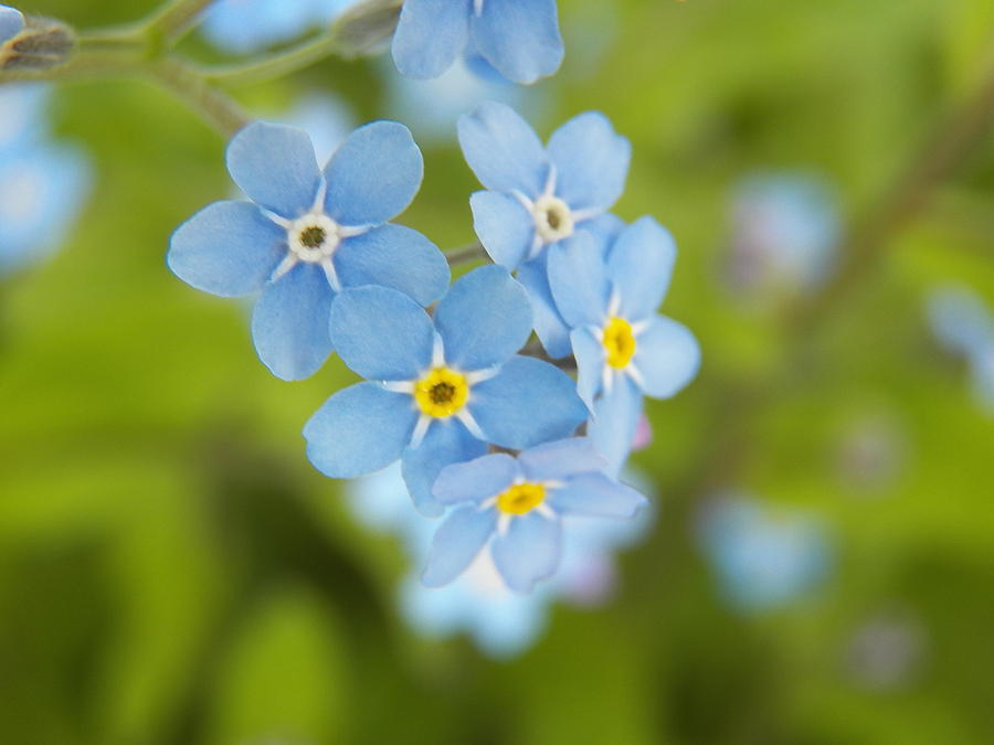 Blue Forget Me Not I Photograph by Corinne Elizabeth Cowherd