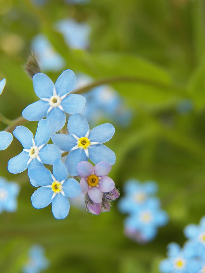 Blue Forget Me Not II Photograph by Corinne Elizabeth Cowherd