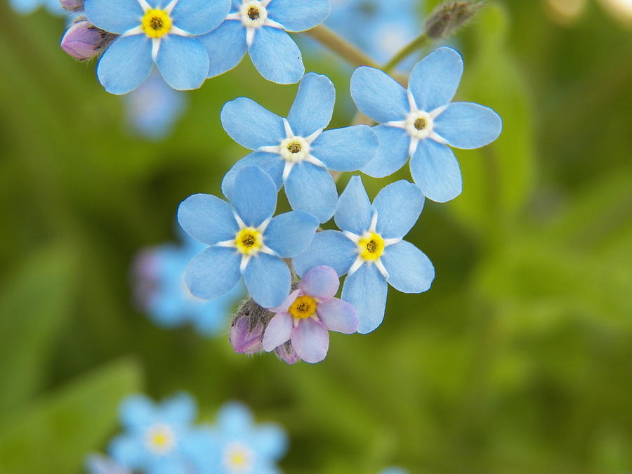 Blue Forget Me Not III Photograph by Corinne Elizabeth Cowherd