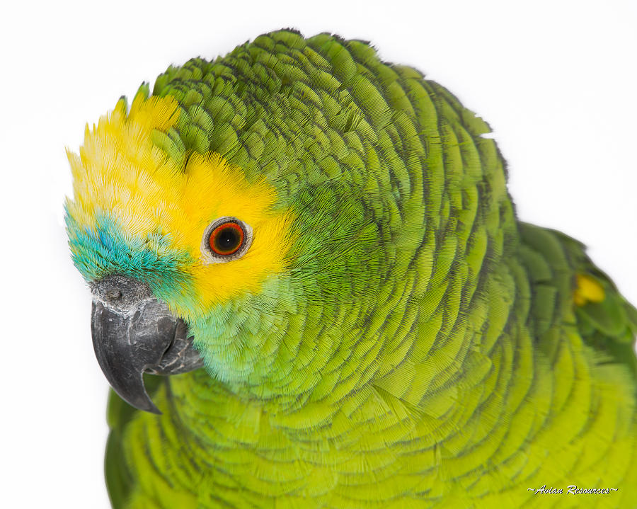 Blue-front Amazon on White Photograph by Avian Resources