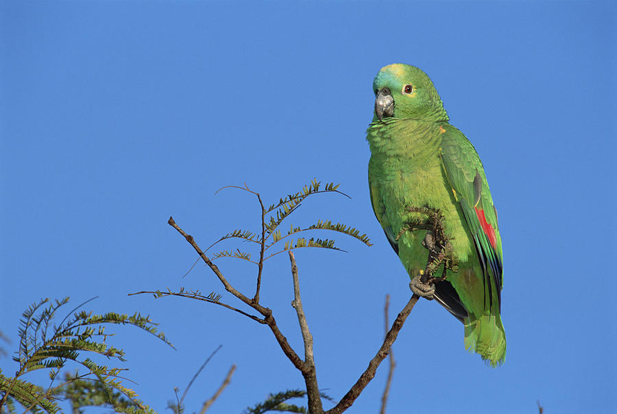 Blue-fronted Parrot Emas National Park Photograph by Tui De Roy