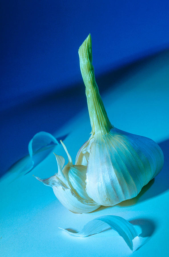 Blue Garlic Photograph by Matthew Pace