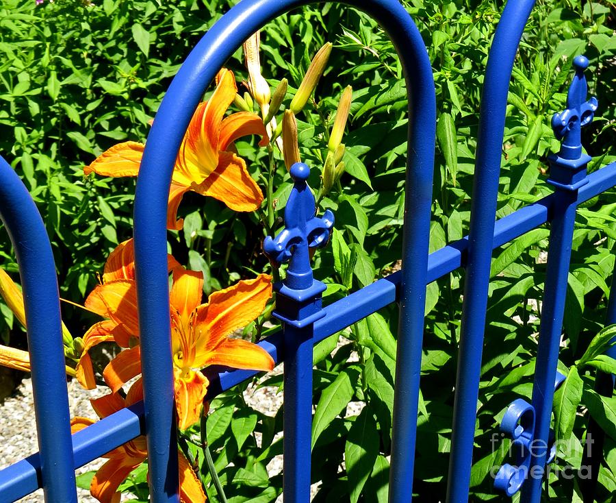 Blue Gate Photograph by Nancy Patterson