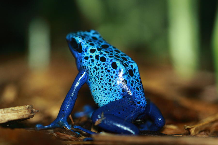 Blue Gem Photograph by Paul Slebodnick - Fine Art America