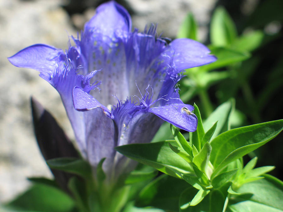 Blue Gentian Photograph by Gerry Bates