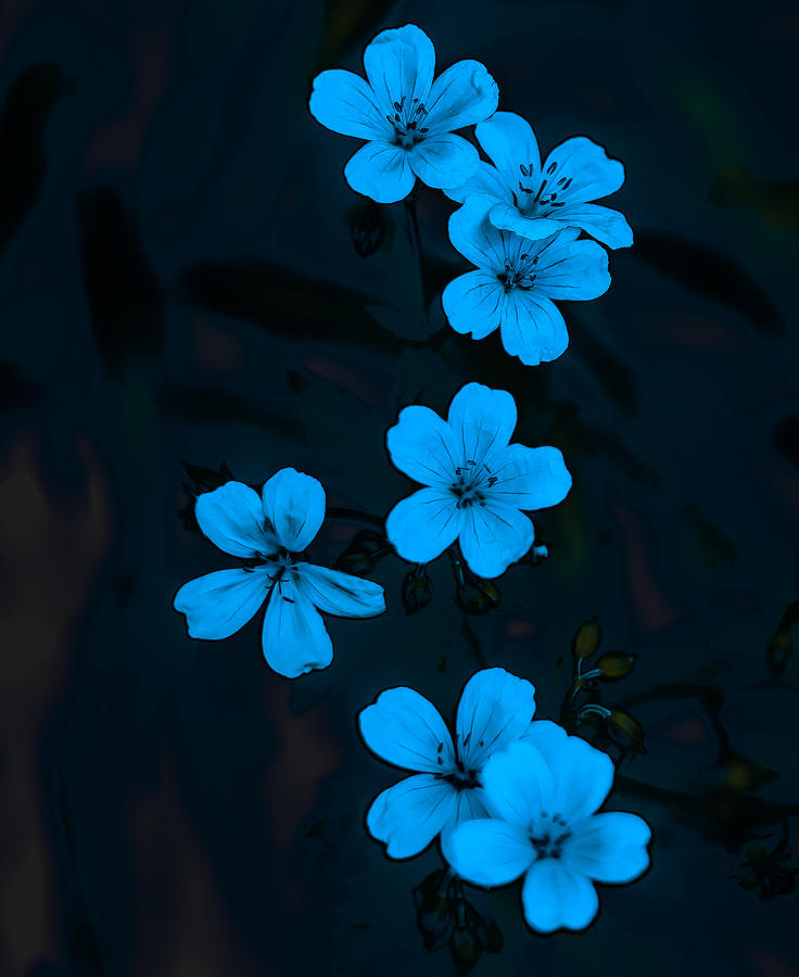 Blue Geranium on Black Photograph by James Canning