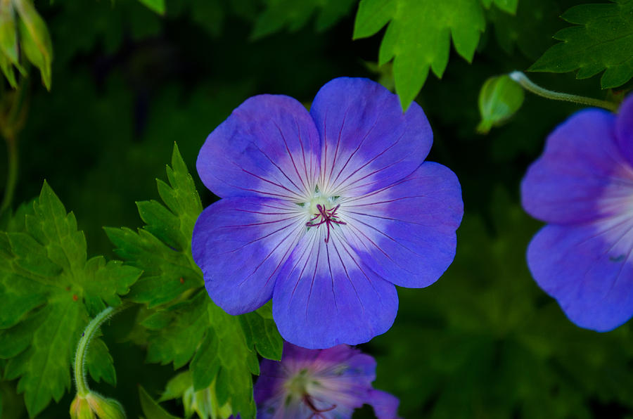 Blue Geranium Photograph by Tikvahs Hope